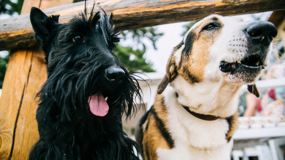 Placeholder image of two dogs.